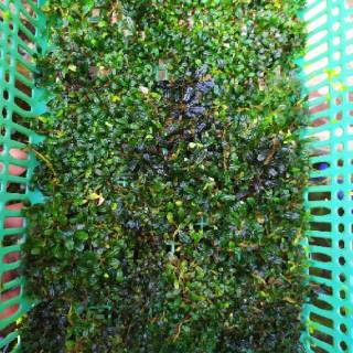  bucephalandra  mini  boyan porsi keranjang Shopee Indonesia