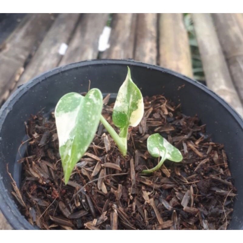 bibit monstera variegata borsigiana 'aurea variegata'