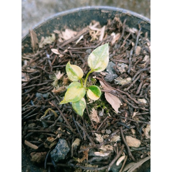 Anturium keris varigata kuning