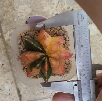 gymno mihanovichii variegata seedling