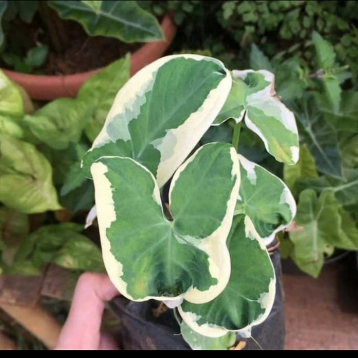 tanaman keladi tikus - Keladi tikus