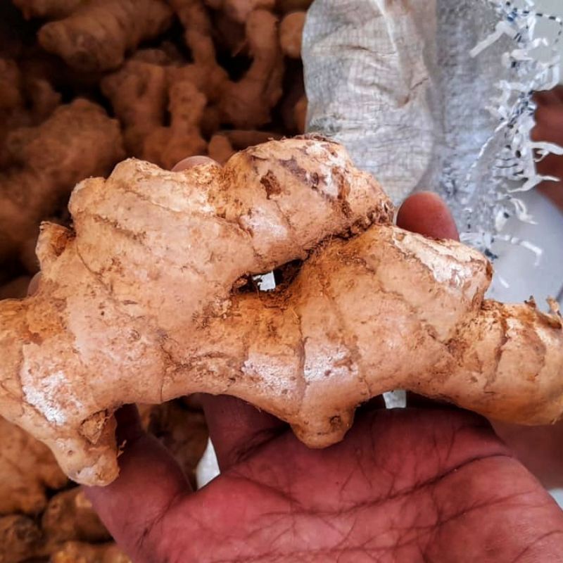 

jahe gajah /jahe putih