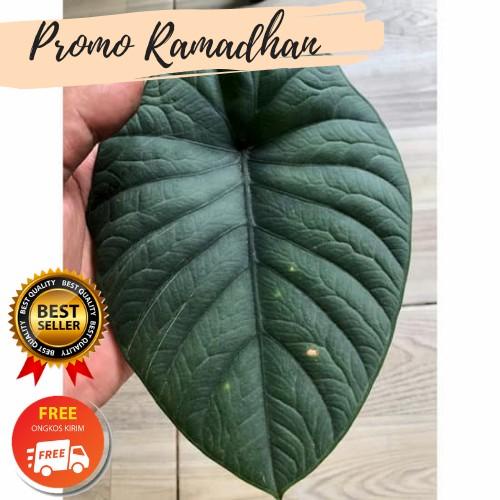 Bonggol Bawah Alocasi Melo Badak Alocasia Melo Kapuas | Alocasia Chaii