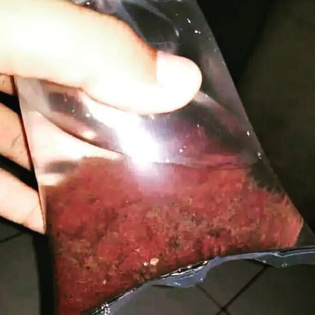 CACING DANA SUTRA HIDUP CASUT FRESH SIAP PAKAI PAKAN IKAN CUPANG BLOODWORM
