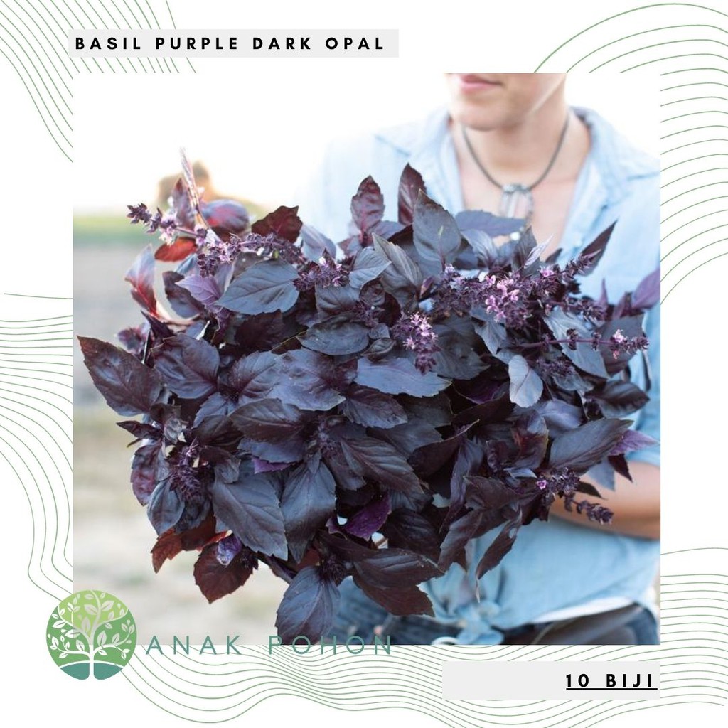 Benih Bibit Biji - Basil Purple Dark Opal Herb Seeds - IMPORT (10 Biji)