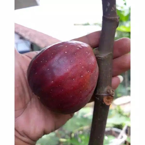 Buah tin Merah Jumbo