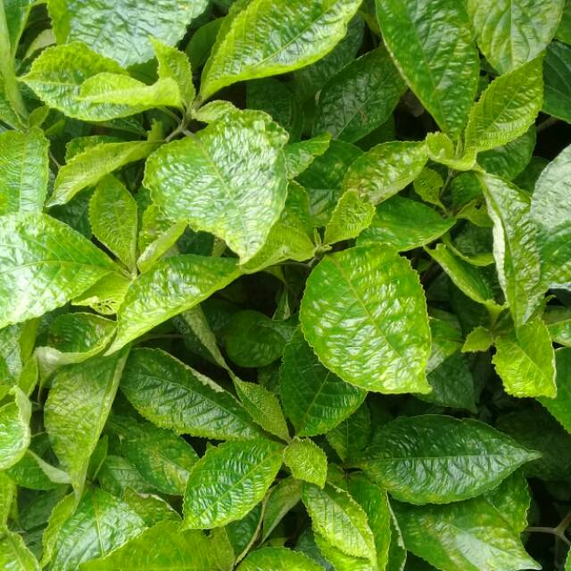

Daun Pecah Beling Segar Daun Keji Beling Segar 500gram Bahan Herbal