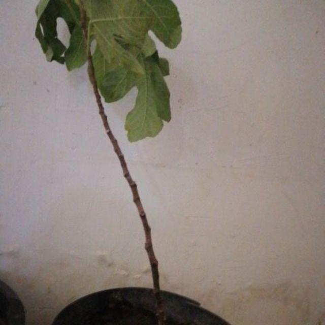 Bibit Tin Green Yordan Mumer