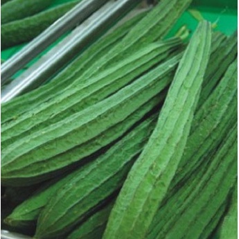 Biji Benih Sayur Gambas Oyong Prima F1 Berkualitas