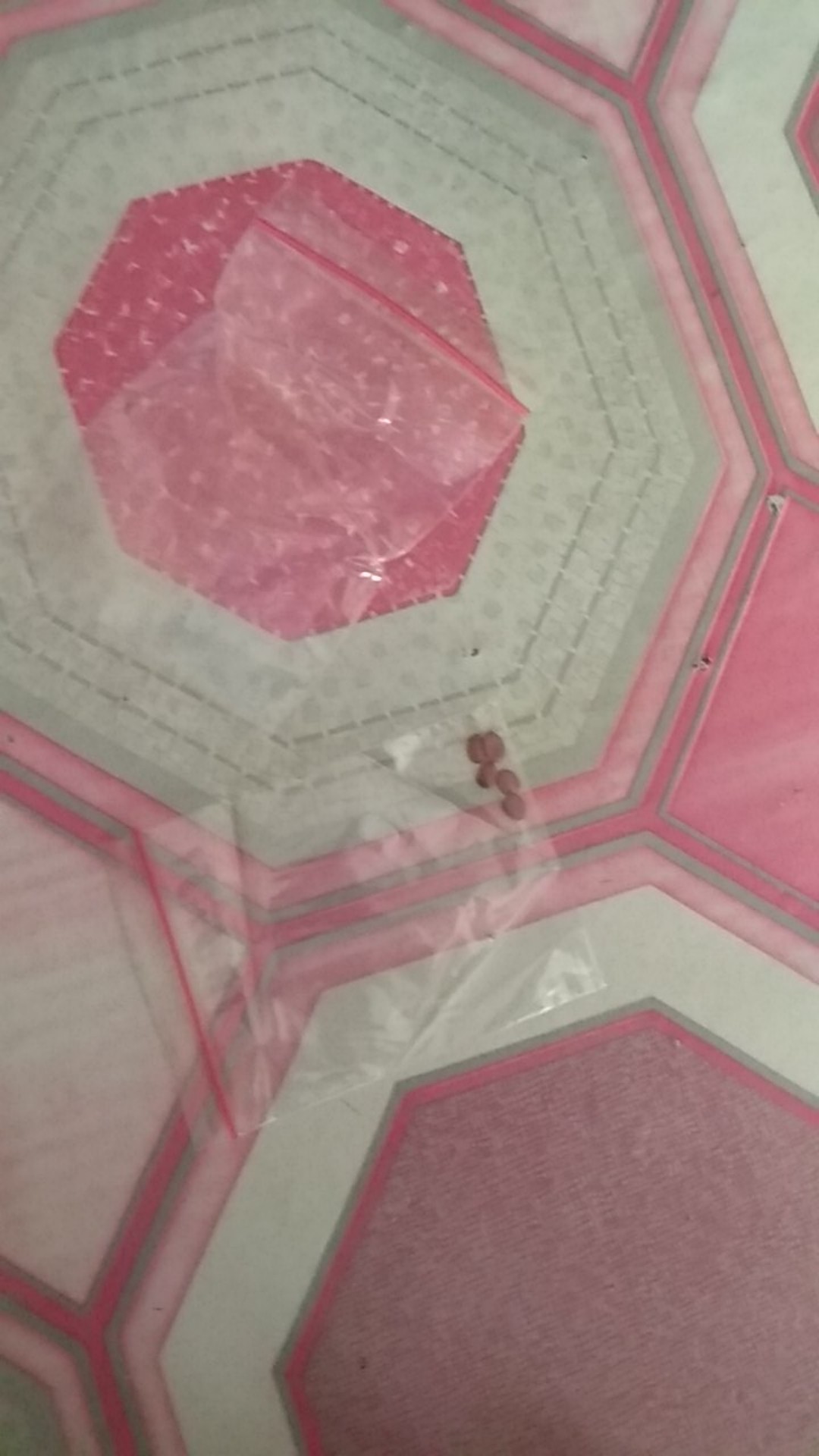 Biji Benih Bidara Arab Sudah Kupasan Siap Semai Isi  1 Biji