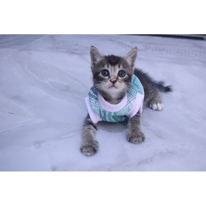 Kaos rumahan motif lucu #0211 untuk kucing dan anjing / baju kucing murah size S M L XL