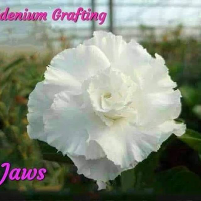 Adenium Grafting "Jaws"
