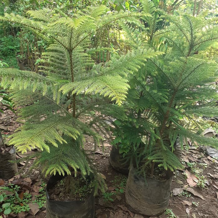 Bibit Pohon Cemara Norfolk - Tanaman Cemara - Pohon Cemara Norfolk