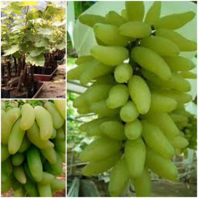 bibit anggur import banana