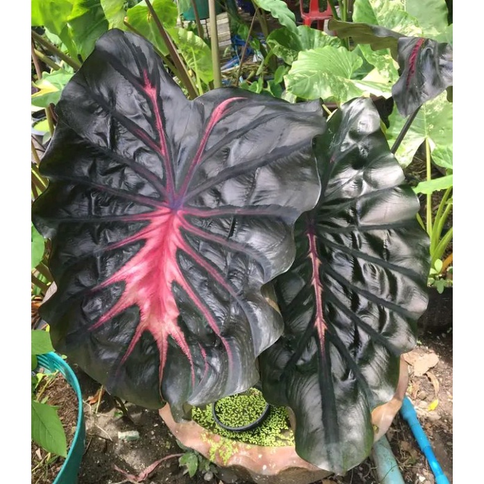 colocasia black lava