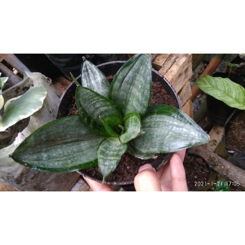 sansivera / pagoda mini silver /frost hahnii/dikirim ukuran remaja