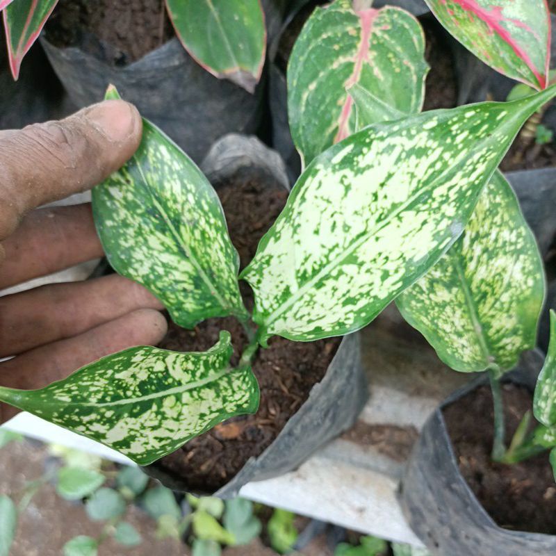 Aglonema baby snowhite