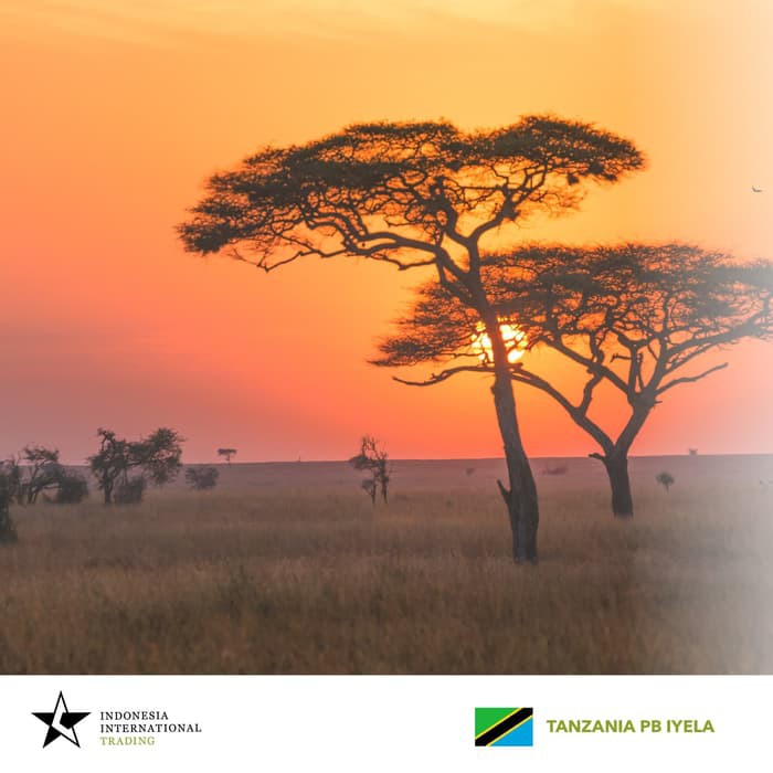 

Arabica Green Beans - Tanzania PB Iyela Washed 1 Kg