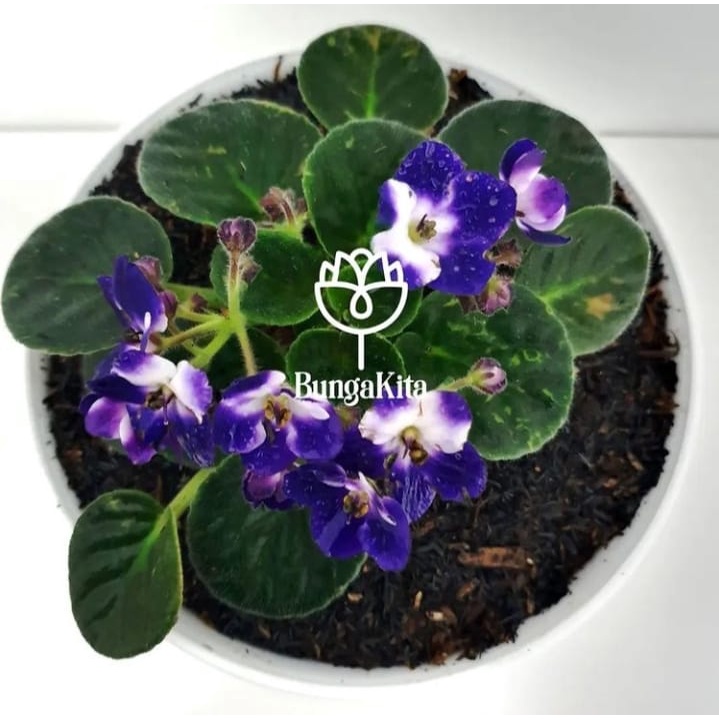 Tanaman Hias Violces Bicolor (ungu-putih)