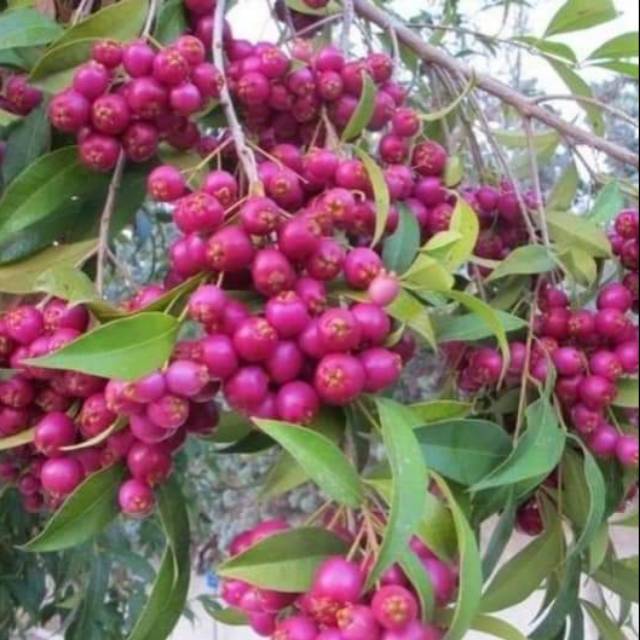 Bibit tanaman jambu lili pily