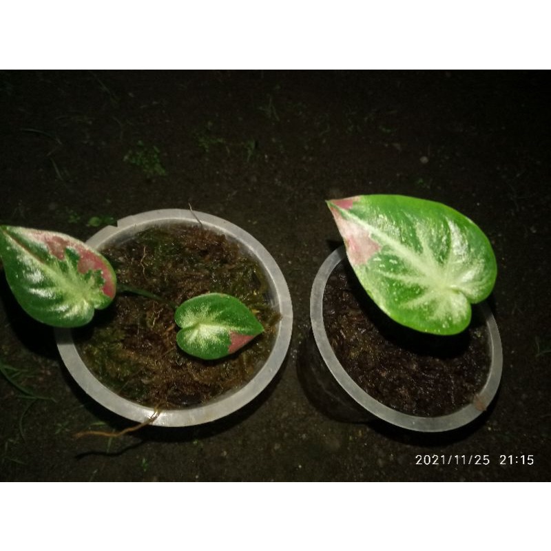 bibit keladi cat tumpah