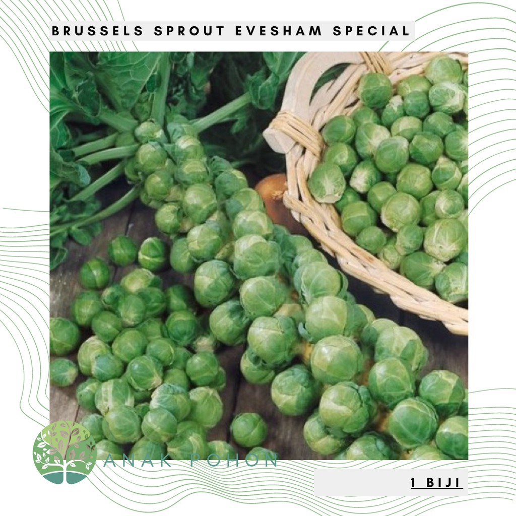 Benih Bibit Biji - Brussels Sprouts Evesham Special Kubis Mini Seeds - IMPORT