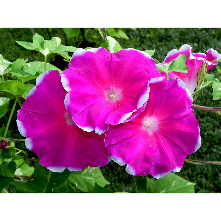 Benih Bibit Biji - Bunga Japanese Morning Glory Xiong's Red Crown (Ipomoea Nil) Flower Seeds