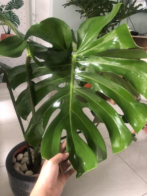 Monstera Deliciosa Medium Philodendron Pot 30 Cm Plus Media Tanam Ajaib