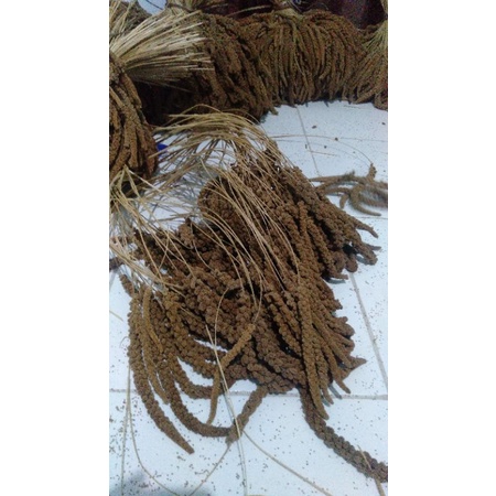 1 tangkai jewawut, spray milet, makanan hamster