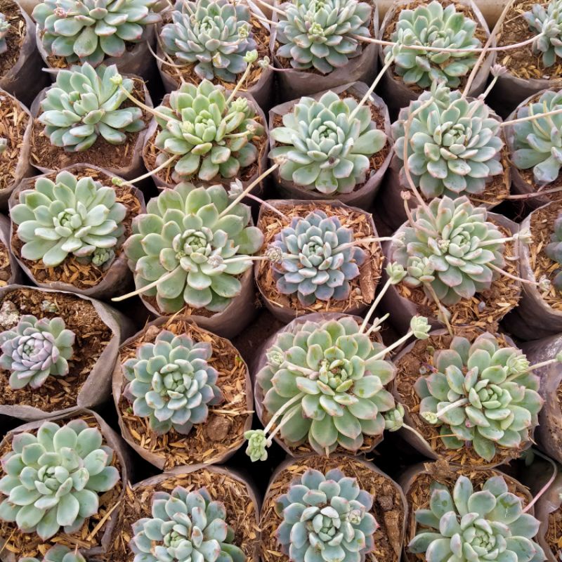Sukulen Murah Echeveria Prolifica / Anting Ratu