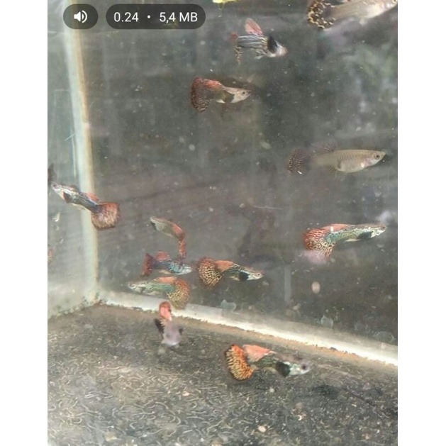 Guppy Red  dragon/pasang