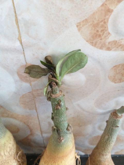 Paket 4 Batang Bibit Bunga Kamboja Jepang Adenium Triple Warna Terbaru 2019 Bonggol Besar