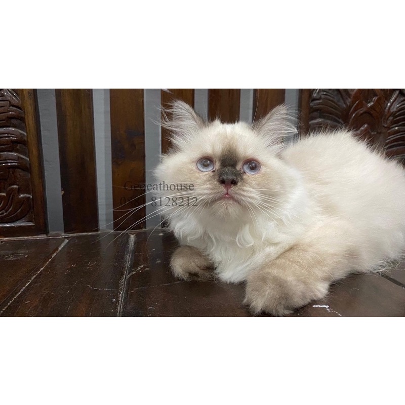 kucing kitten himalaya seal point jantan 3,5 bulan
