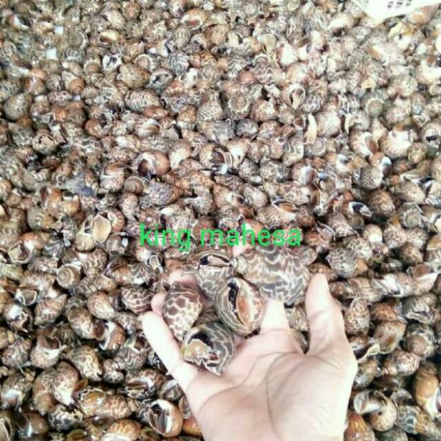 

keong macan hidup seafood 1kg