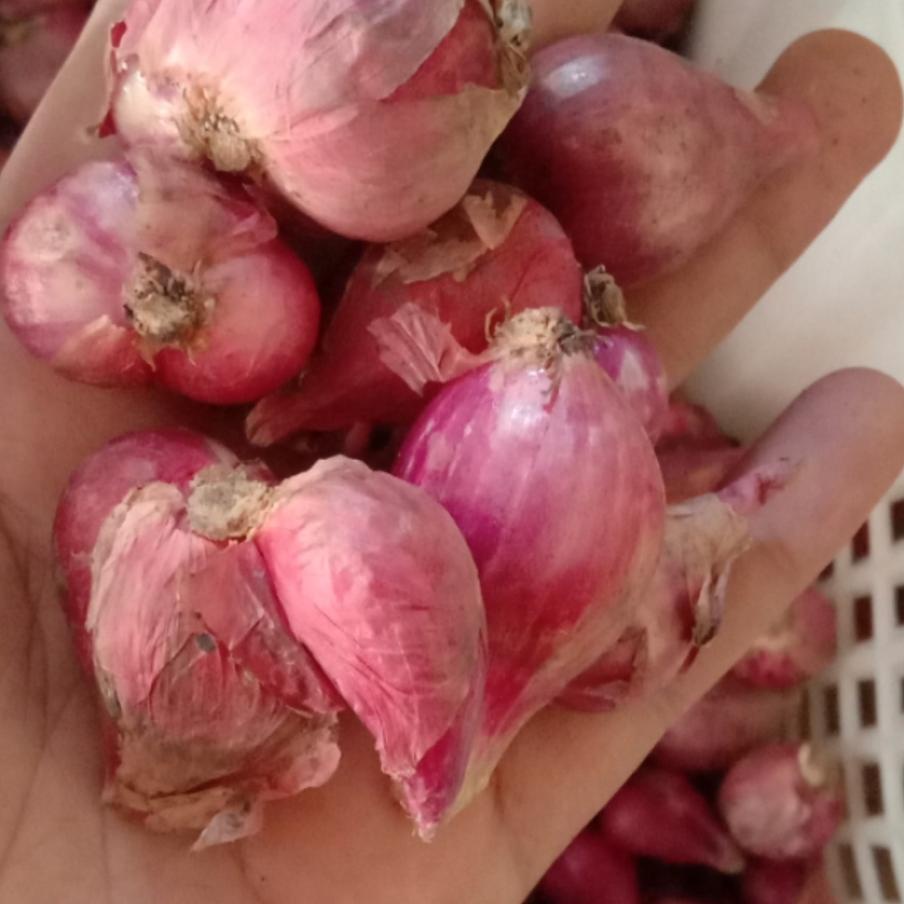 

| Termurah dan terbaik | Terbaru dan terlaris bawang merah / brambang / brambang lokal RE⚡TOCK! [ORIGINAL]