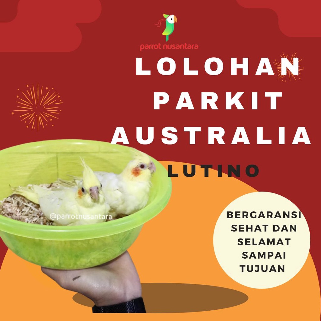 anakan falk parkit australia lutino lolohan
