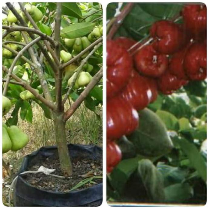 PRODUC BIBIT JAMBU AIR MADU DELI+ JAMBU AIR MERAH MADU BACK