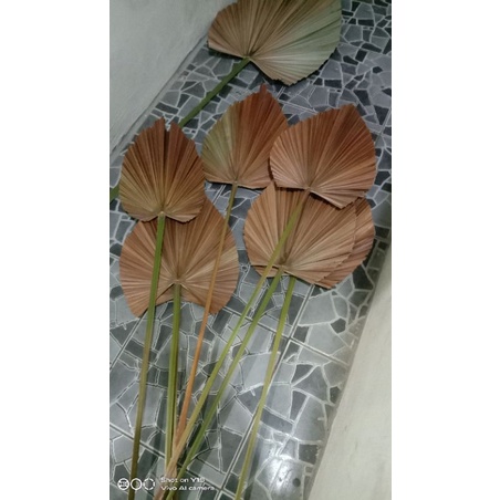 daun Palem kering / daun palem dekorasi