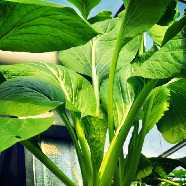 

Sawi hijau hidroponik