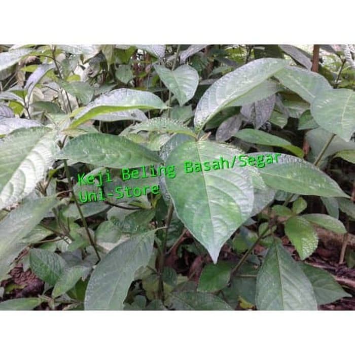 

(1Kg) Keji Beling/Pecah Beling Basah Segar-Obat Herbal Stok banyak