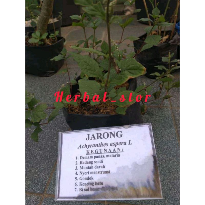 Bibit jarong achyranthes aspera L siap tanam
