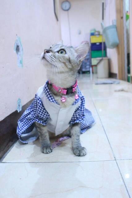 Dress kotak-kotak biru untuk kucing dan anjing / baju kucing murah size S-XL