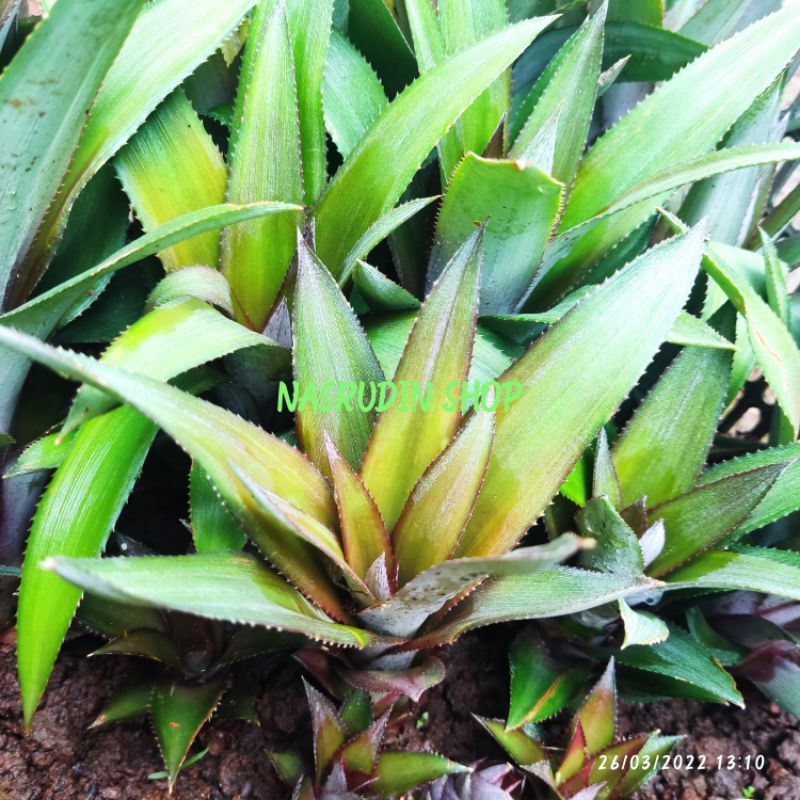 

[Fresh] BIBIT NANAS MERAH PROMO PERPOHON