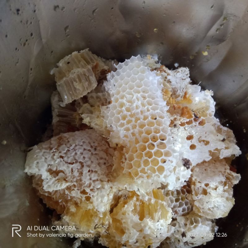 

madu liar asli dari para pemburu madu hutan