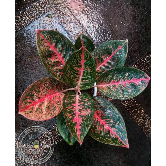 Tanaman Hias Aglonema Adelia - Aglonema Adelia - Bunga Aglonema