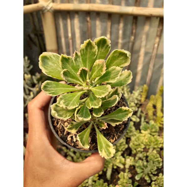 euphorbia monadenium stapiliodes