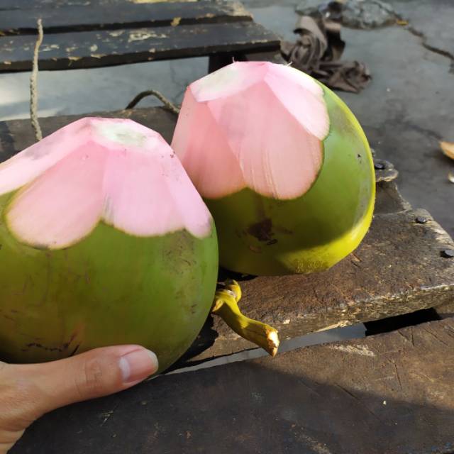 Kelapa Serat Merah Ijo Asli Shopee Indonesia