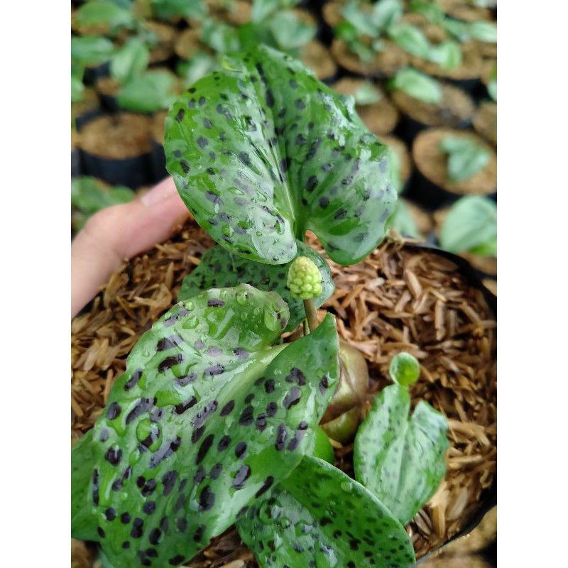 Tanaman Hias Lidah Katak/Keladi Katak