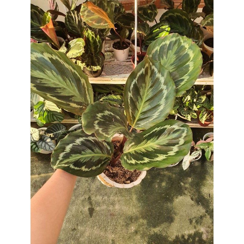 Calathea Medalion