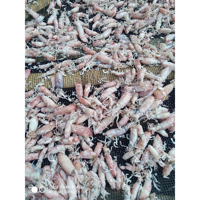 

baby cumi asin 500gram 5-6cm